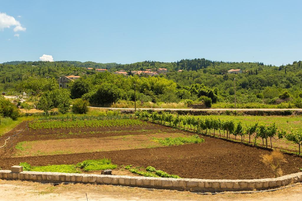 Konavle Apartments Zlatovisce Gruda Buitenkant foto