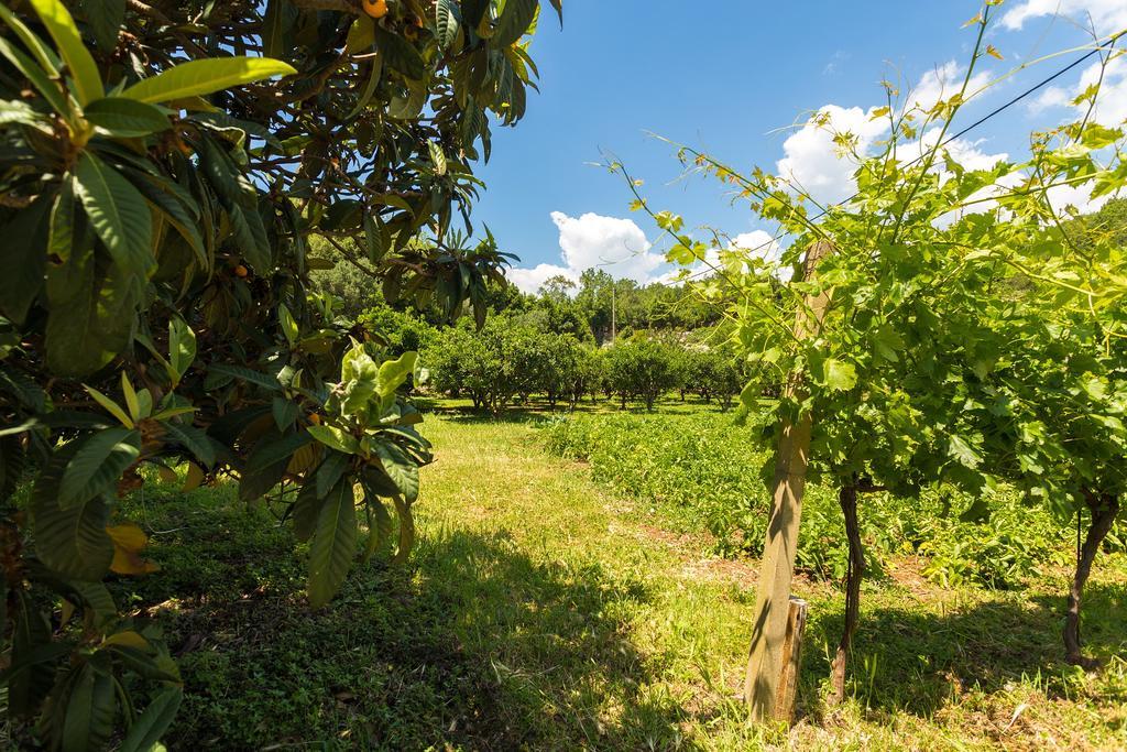 Konavle Apartments Zlatovisce Gruda Buitenkant foto